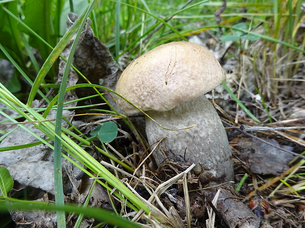 kozák topoľový Leccinum duriusculum (Schulzer ex Kalchbr.) Singer