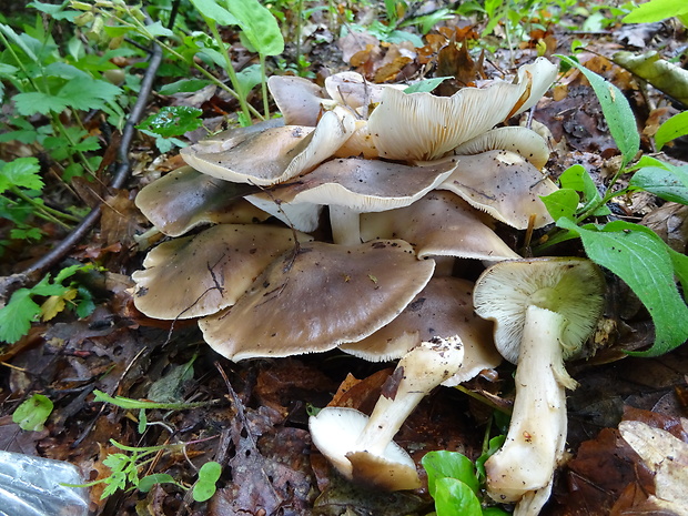 strmulec nakopený Lyophyllum decastes (Fr.) Singer