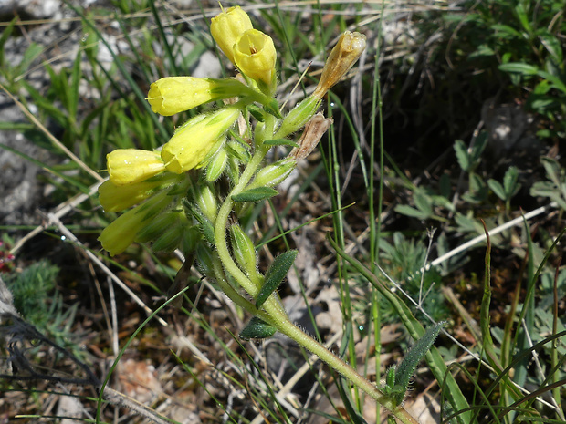 rumenica turnianská Onosma viridis (Borbás) Jávorka