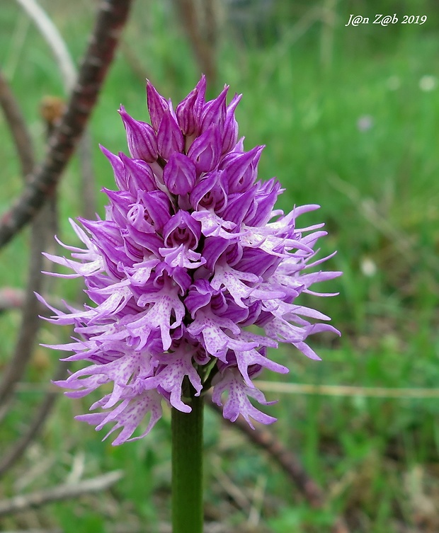 vstavač Orchis italica Poir.