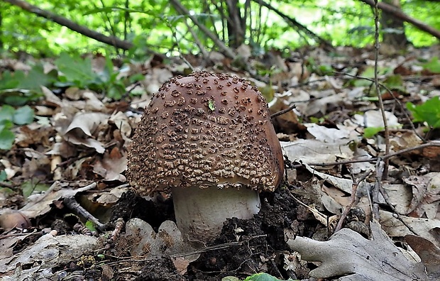 muchotrávka červenkastá Amanita rubescens Pers.