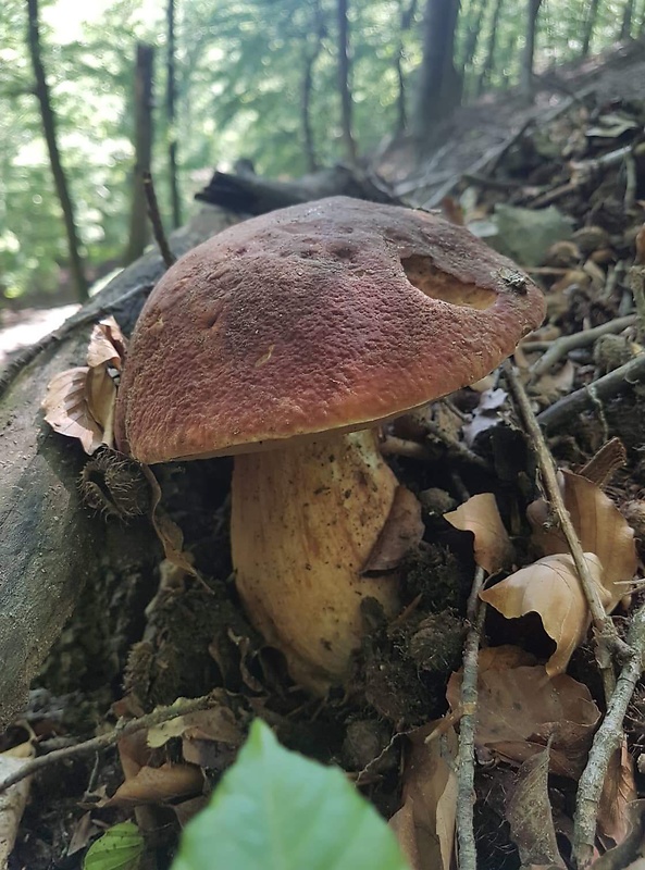 hríb sosnový Boletus pinophilus Pil. et Dermek in Pil.