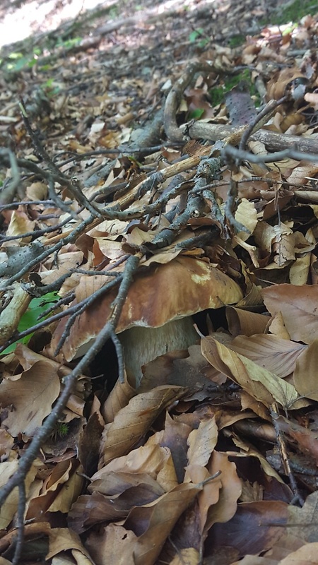 hríb dubový Boletus reticulatus Schaeff.