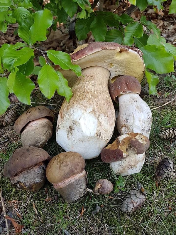 hríb Boletus sp.