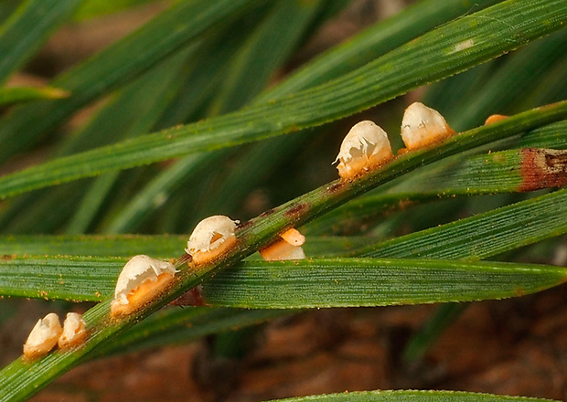 pľuzgiernička sosnová Coleosporium tussilaginis (Pers.) Lév.