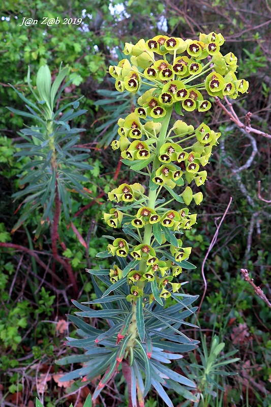 mliečnik Euphorbia characias L.