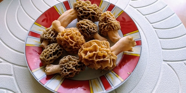 smrčok jedlý Morchella esculenta (L.) Pers.