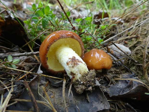 masliak zrnitý Suillus granulatus (L.) Roussel