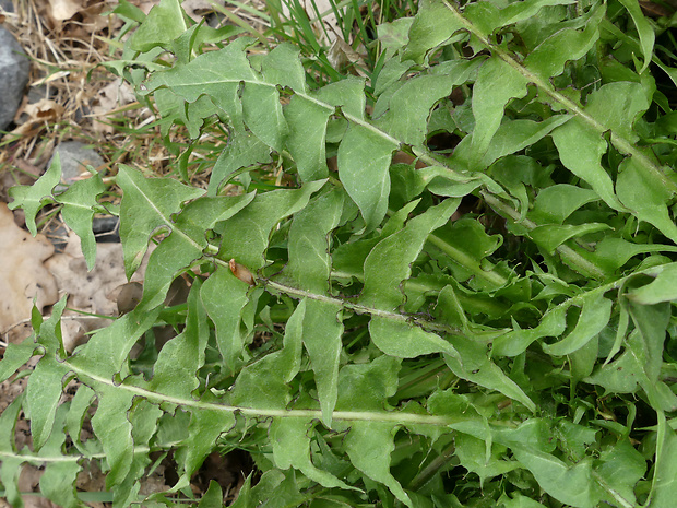 púpava Taraxacum crassum H. Øllg. & Trávníček