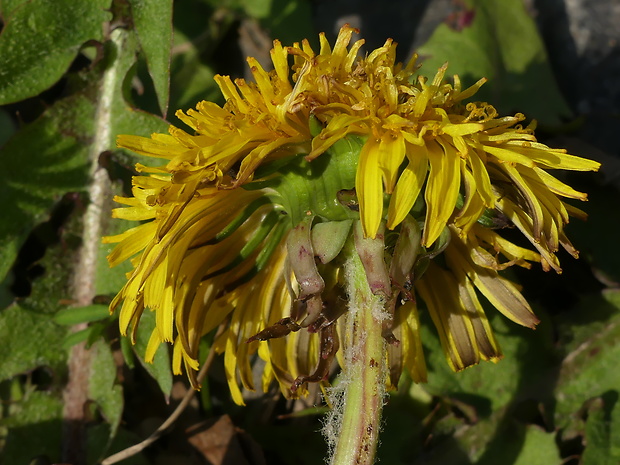 púpava Taraxacum fasciatum Dahlst.