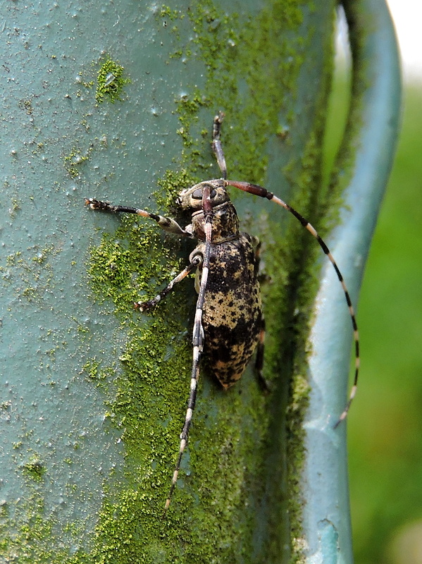 vrzúnik  Acanthocinus griseus  Fabricius, 1793