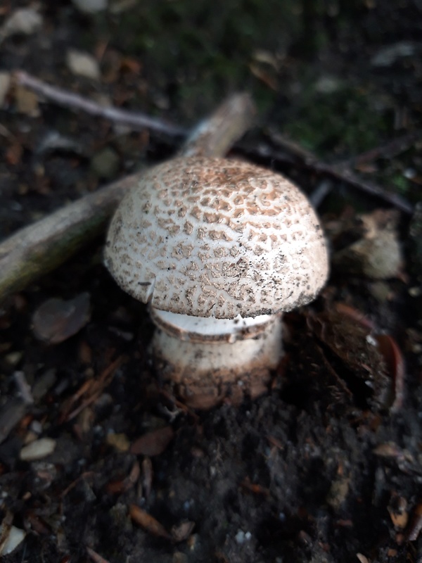 muchotrávka červenkastá Amanita rubescens Pers.