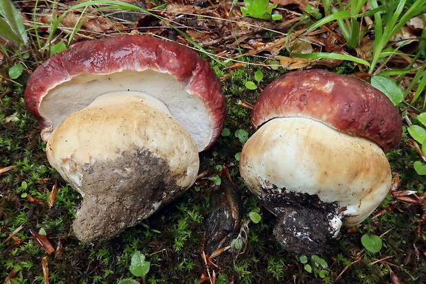 hríb sosnový Boletus pinophilus Pil. et Dermek in Pil.