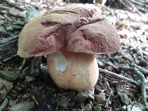 hríb sosnový Boletus pinophilus Pil. et Dermek in Pil.