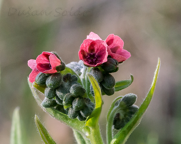 psojazyk lekársky Cynoglossum officinale L.