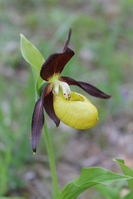 črievičník papučkový Cypripedium calceolus L.