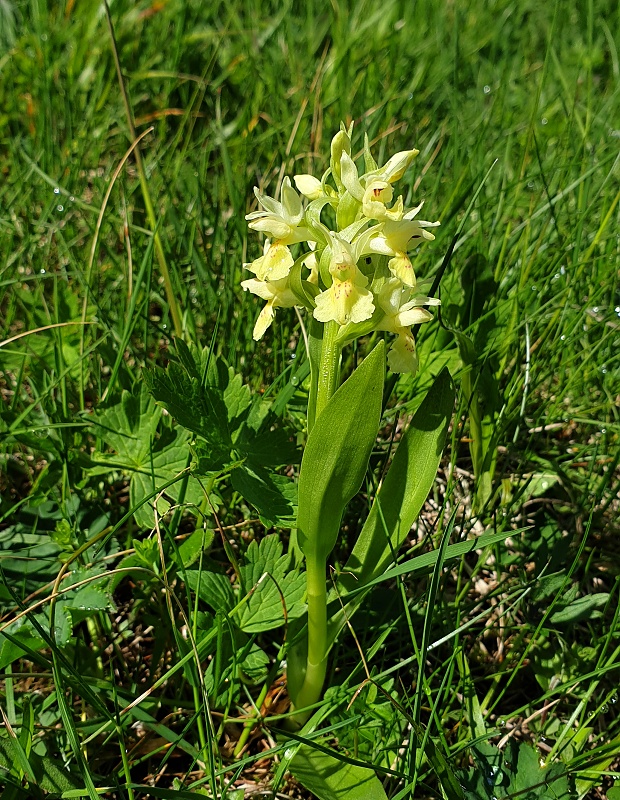 vstavačovec bazový Dactylorhiza sambucina (L.) Soó