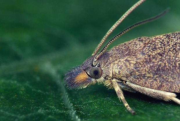 koreňožrút králikový (sk) / obaleč (cz) Dichrorampha aeratana Pierce & Metcalfe, 1915