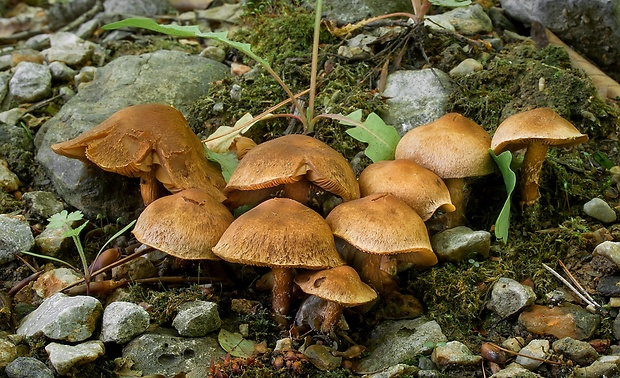 vláknica Inocybe sp.