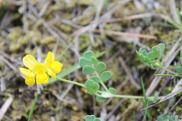 ľadenec rožkatý Lotus corniculatus L.