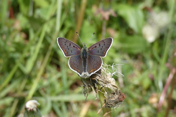 ohniváčik čiernoškvrnný Lycaena tityrus