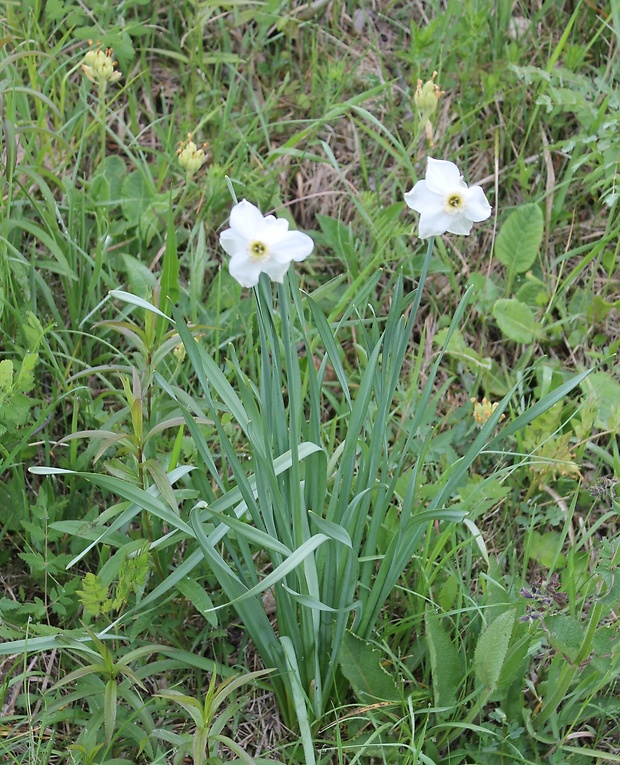 narcis biely Narcissus poëticus L.