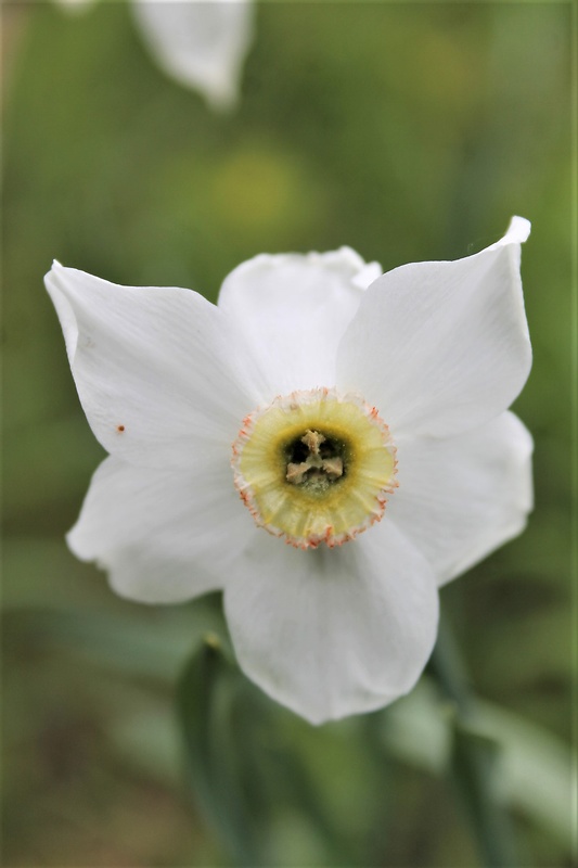 narcis biely Narcissus poëticus L.