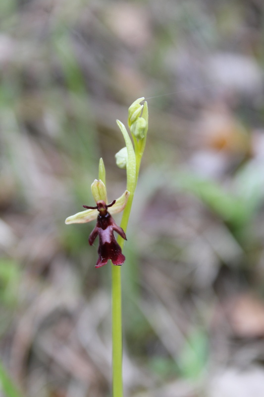 hmyzovník muchovitý Ophrys insectifera L.