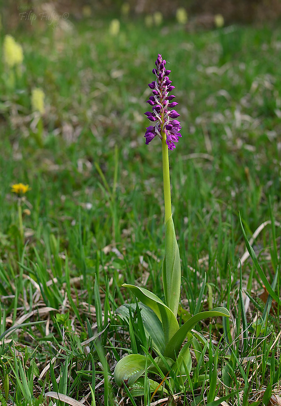 vstavač Orchis x loreziana Brügger