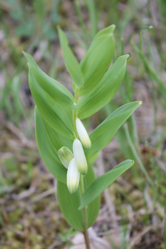 kokorík mnohokvetý Polygonatum multiflorum (L.) All.