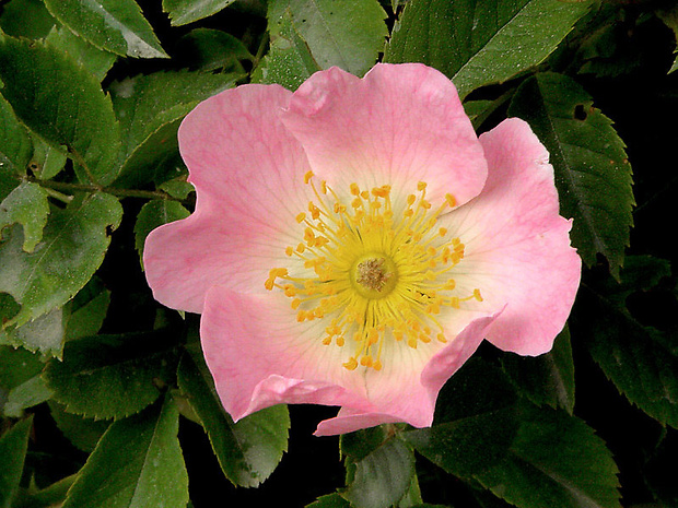 ruža šípová Rosa canina L.