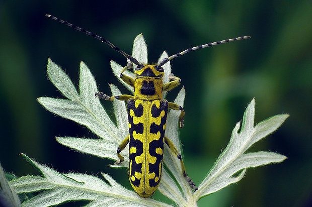 vrzúnik mramorový (sk) / kozlíček mramorový (cz) Saperda scalaris Linnaeus, 1758