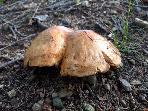 masliak smrekovcový Suillus grevillei (Klotzsch) Singer