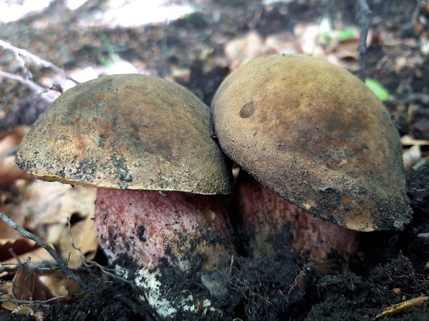 hríb zrnitohlúbikový Sutorius luridiformis (Rostk.) G. Wu & Zhu L. Yang