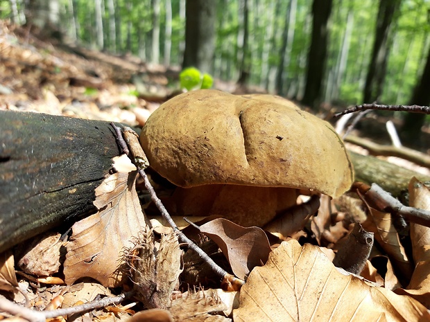 hríb zrnitohlúbikový Sutorius luridiformis (Rostk.) G. Wu & Zhu L. Yang