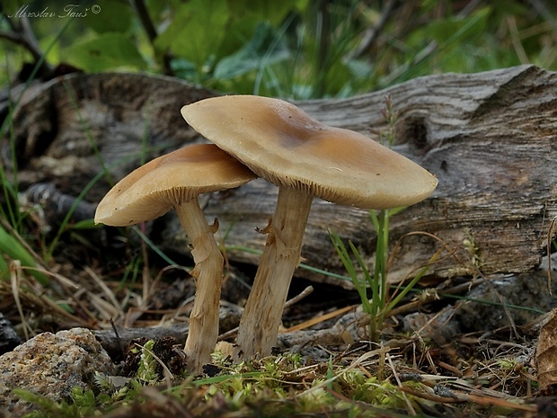 poľnička Agrocybe sp.