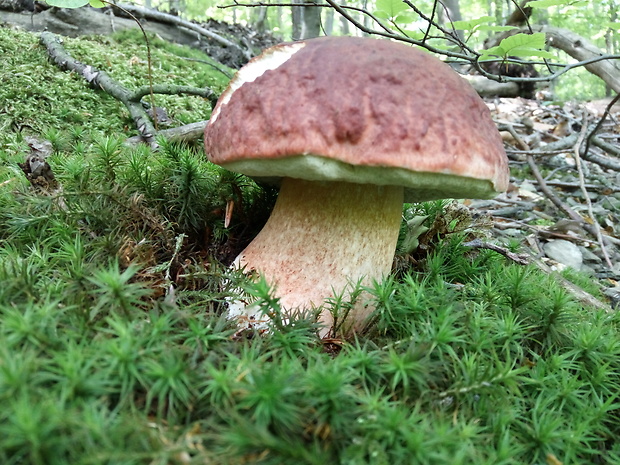 hríb sosnový Boletus pinophilus Pil. et Dermek in Pil.