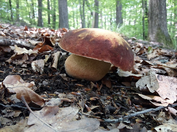 hríb sosnový Boletus pinophilus Pil. et Dermek in Pil.