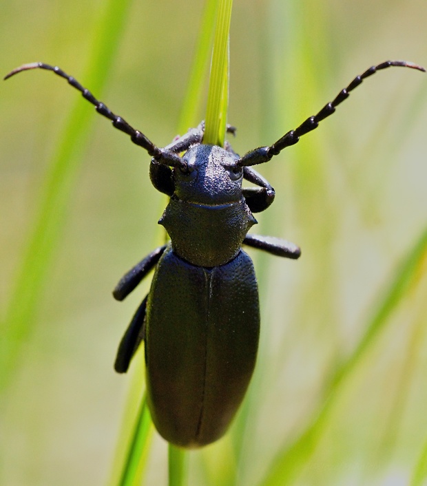 fuzáč čierny Carinatodorcadion aethiops