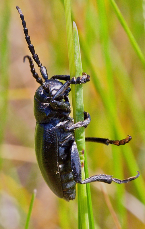 fuzáč čierny Carinatodorcadion aethiops