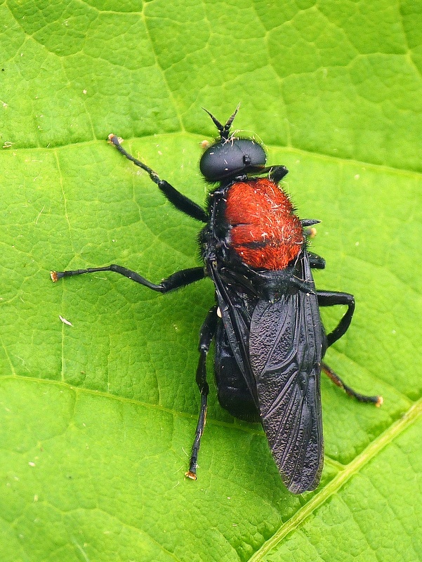 bránivka červená Clitellaria ephippium