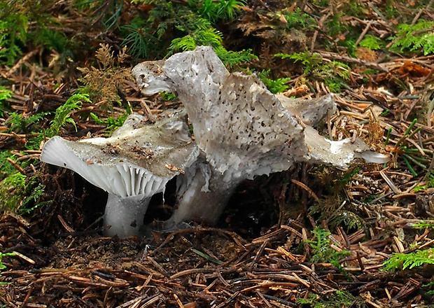 šťavnačka marcová Hygrophorus marzuolus (Fr.) Bres.