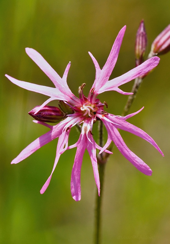 kukučka lúčna Lychnis flos-cuculi L.