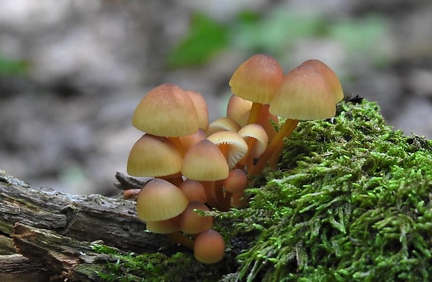 prilbička žltohlúbiková Mycena renati Quél.