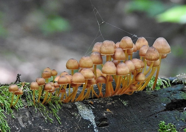 prilbička žltohlúbiková Mycena renati Quél.