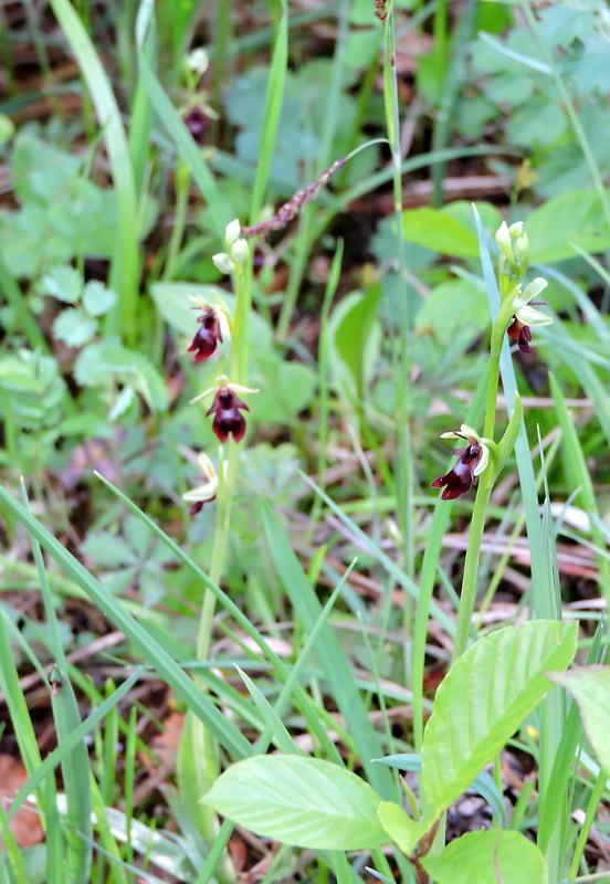 hmyzovník muchovitý Ophrys insectifera L.