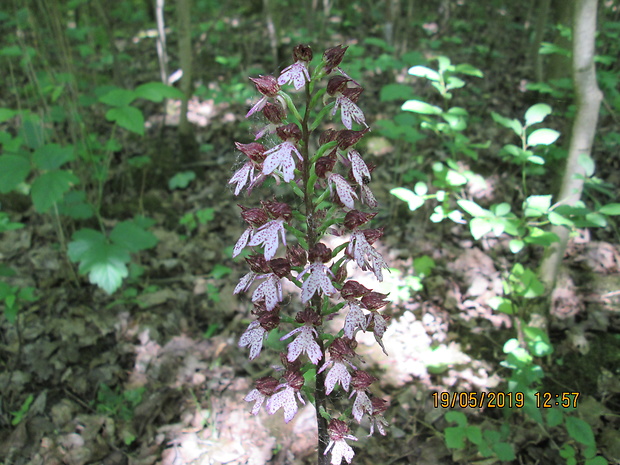 vstavač Orchis sp.