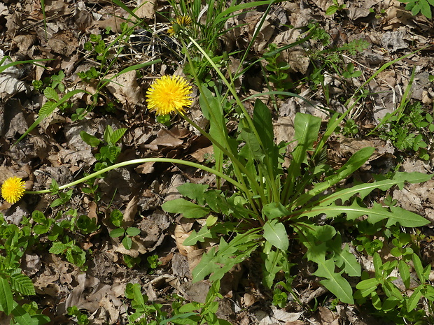 púpava Taraxacum valens Markl.