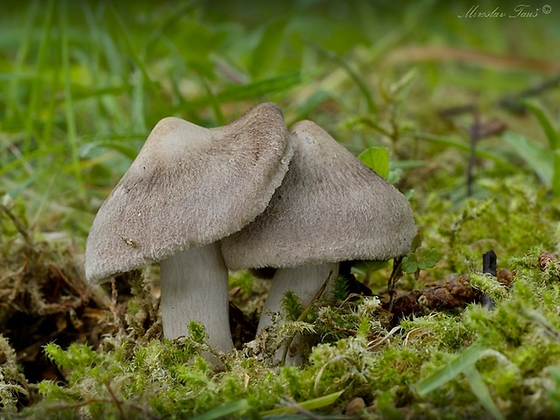 čírovka postriebrená Tricholoma argyraceum (Bull.) Gillet