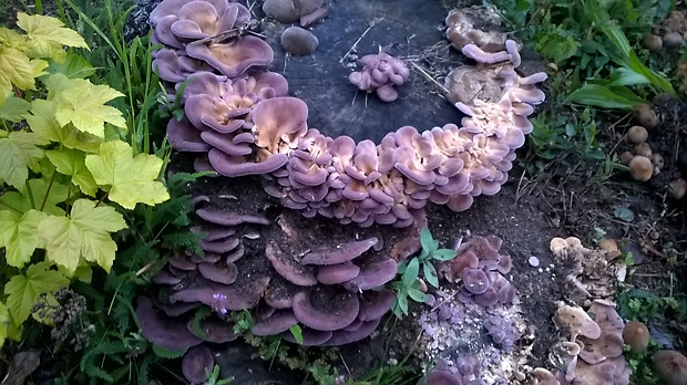 huzevnatec chlpaty ? lentinus strigosus